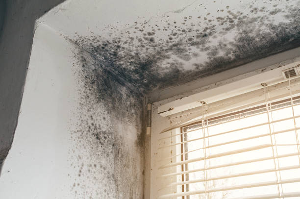 Affordable Crawl Space Mold Removal solutions in Midland, NC